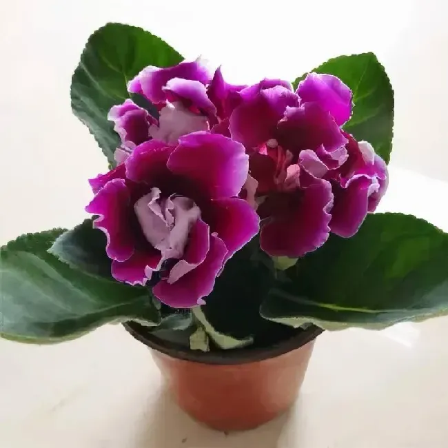 大岩桐一年四季都开花吗,大叶桐开花特点？