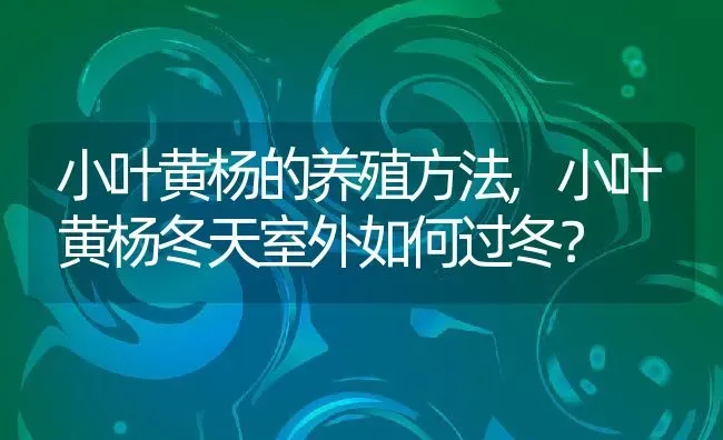 小叶黄杨的养殖方法,小叶黄杨冬天室外如何过冬？ | 养殖科普