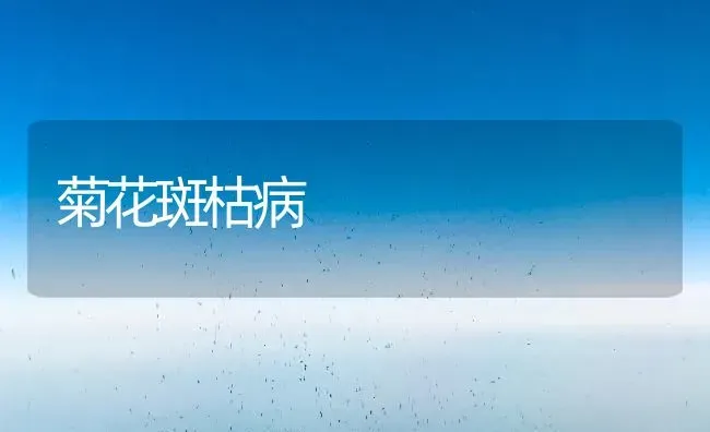 菊花斑枯病 | 养殖技术大全
