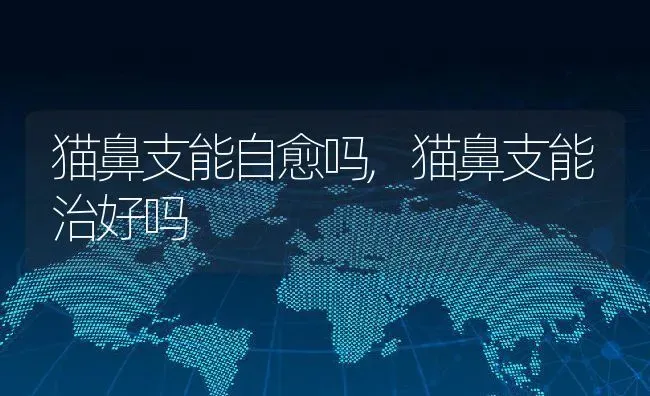 猫鼻支能自愈吗,猫鼻支能治好吗 | 养殖科普