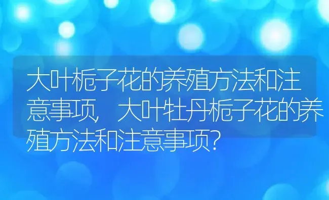 大叶栀子花的养殖方法和注意事项,大叶牡丹栀子花的养殖方法和注意事项？ | 养殖科普