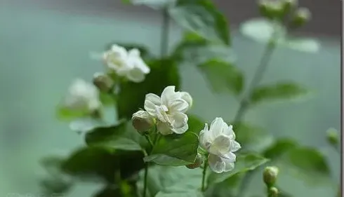 茉莉花什么季节开,茉莉花什么季节会开？