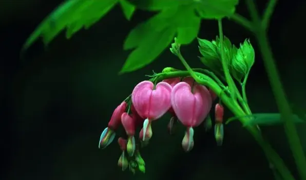 荷包牡丹花期 | 生活妙招