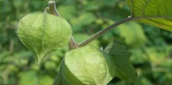 姑娘果的高产种植技术及注意事项 | 生活妙招