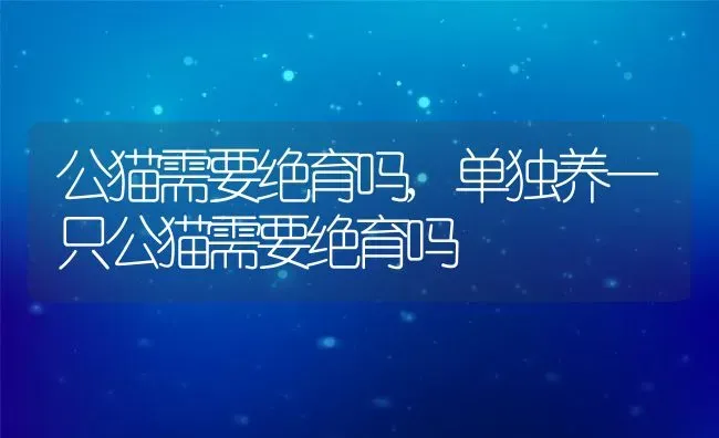 公猫需要绝育吗,单独养一只公猫需要绝育吗 | 养殖科普