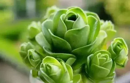 可爱玫瑰多肉好养吗,可爱玫瑰和柠檬玫瑰区别？