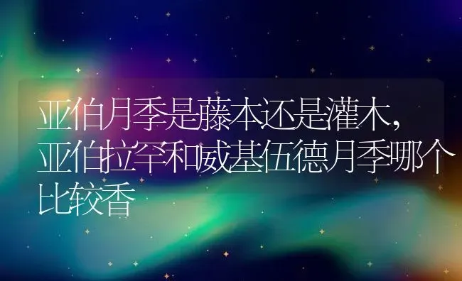 亚伯月季是藤本还是灌木,亚伯拉罕和威基伍德月季哪个比较香 | 养殖学堂