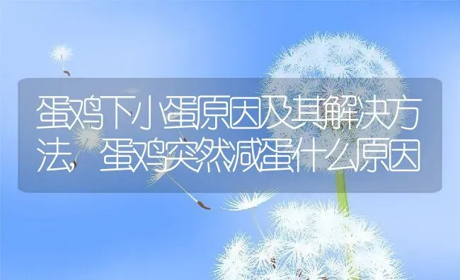 蛋鸡下小蛋原因及其解决方法,蛋鸡突然减蛋什么原因 | 养殖学堂