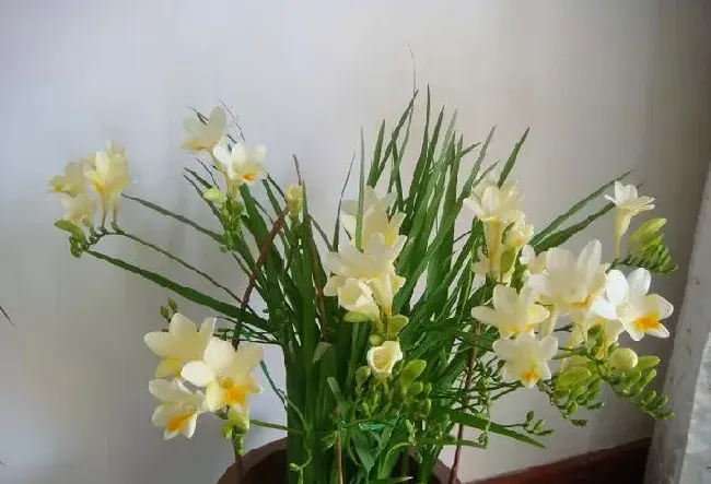 香雪兰哪个颜色最香,深宫曲秋色正浓适合什么花？
