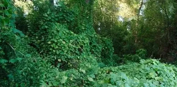 葛根的种植技术要点及功效介绍 | 实用知识