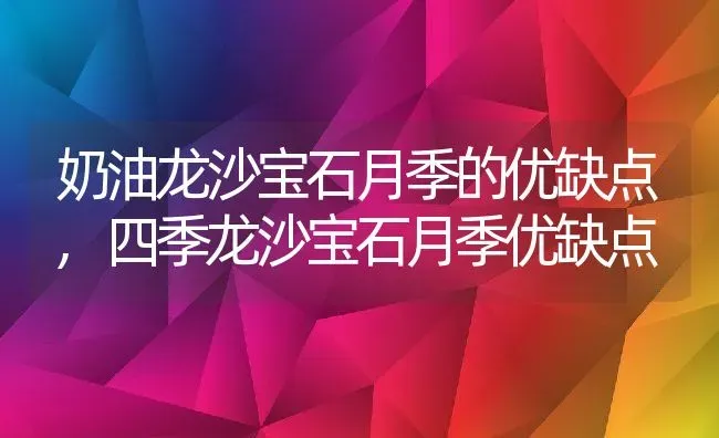 奶油龙沙宝石月季的优缺点,四季龙沙宝石月季优缺点 | 养殖科普