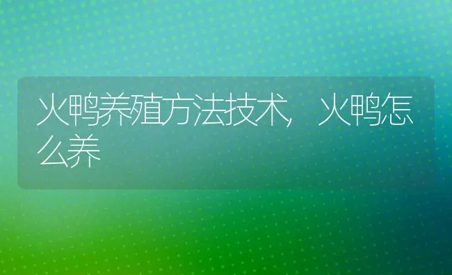 火鸭养殖方法技术,火鸭怎么养 | 养殖学堂