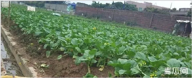 油青甜菜心的种植方法技巧 | 生活妙招