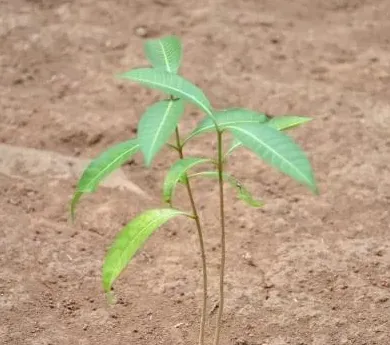 金丝楠木树苗,金丝楠苗木种植技术和管理经验？