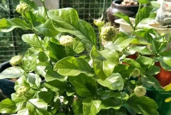 茉莉花需要什么肥料最好,茉莉花怎么施肥，施什么肥？