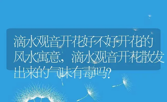 滴水观音开花好不好开花的风水寓意,滴水观音开花散发出来的气味有毒吗？ | 养殖科普