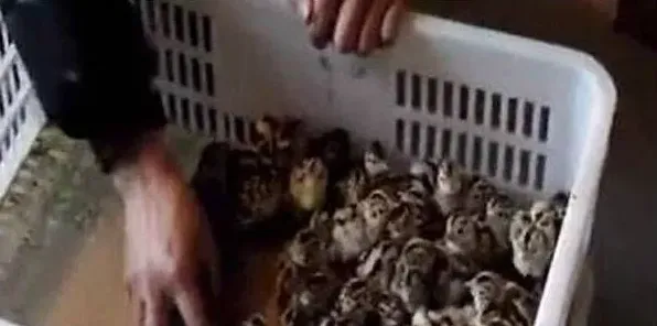 怎样提高野鸡苗的成活率？ | 常识大全