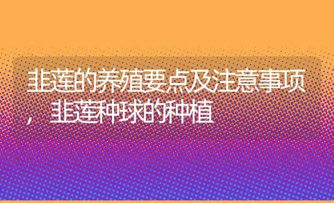 韭莲的养殖要点及注意事项,韭莲种球的种植 | 养殖学堂