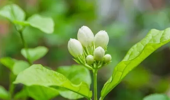 非洲茉莉怎么泡出根 | 常识大全