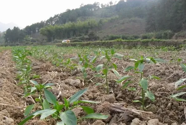 辣椒播种时间及管理要点 | 常识大全