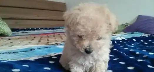 泰迪吃什么毛色变漂亮,泰迪毛太稀少吃什么能长毛?