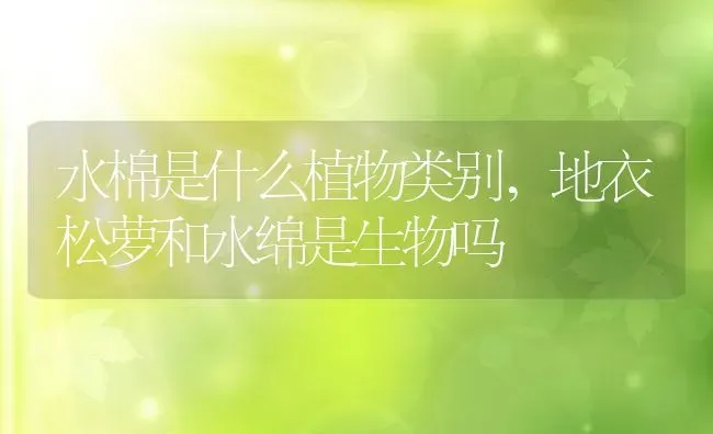 水棉是什么植物类别,地衣松萝和水绵是生物吗 | 养殖学堂