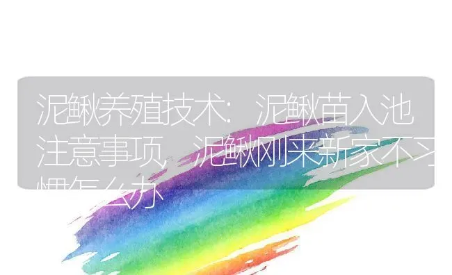 泥鳅养殖技术:泥鳅苗入池注意事项,泥鳅刚来新家不习惯怎么办 | 养殖学堂
