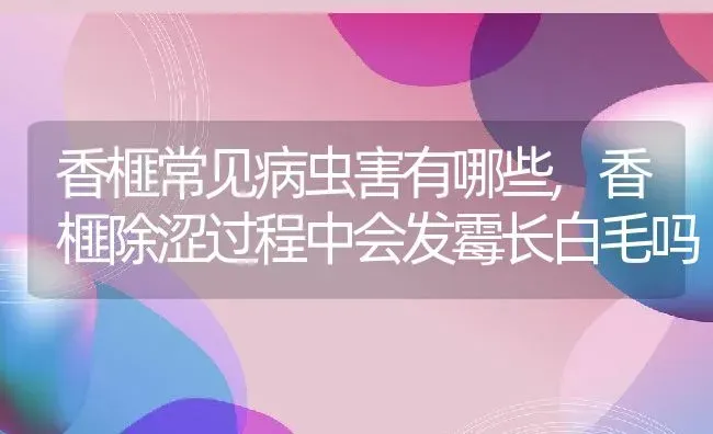 香榧常见病虫害有哪些,香榧除涩过程中会发霉长白毛吗 | 养殖学堂