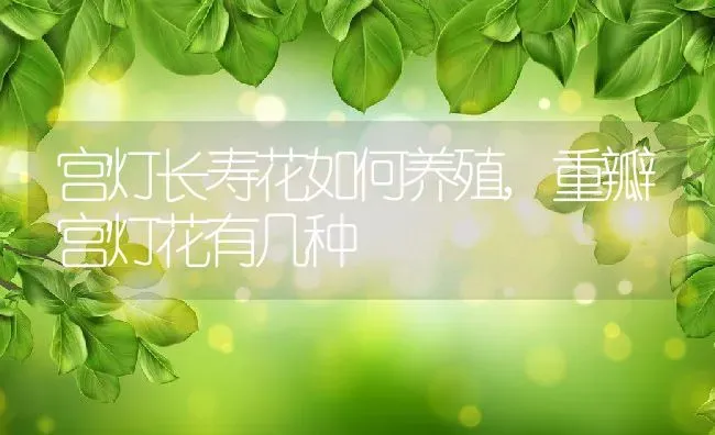 宫灯长寿花如何养殖,重瓣宫灯花有几种 | 养殖学堂