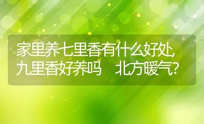 家里养七里香有什么好处,九里香好养吗 北方暖气？ | 养殖学堂