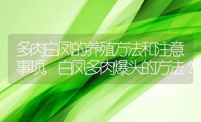 多肉白凤的养殖方法和注意事项,白凤多肉爆头的方法？ | 养殖科普