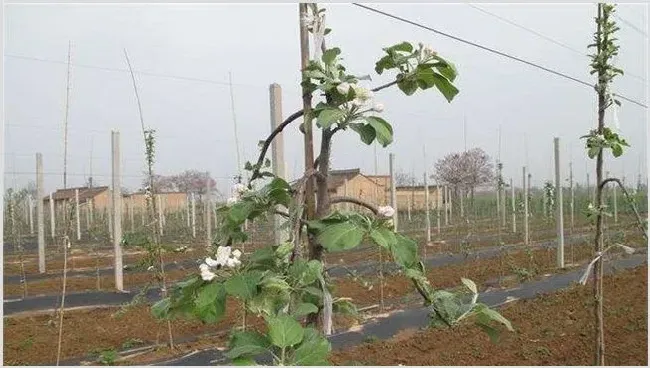 苹果夏季管理技术 | 三农知识