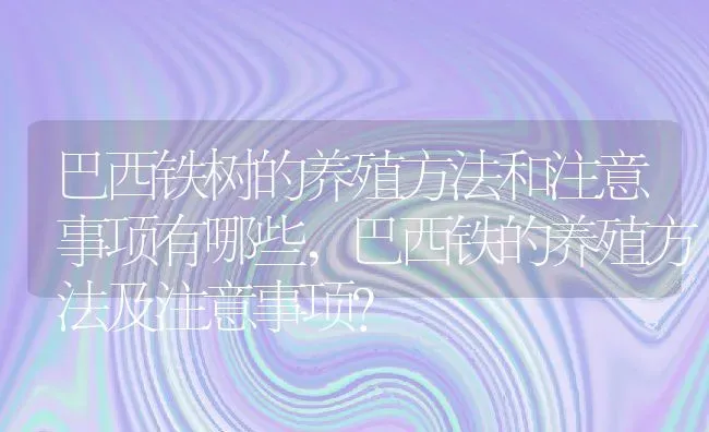 巴西铁树的养殖方法和注意事项有哪些,巴西铁的养殖方法及注意事项？ | 养殖科普