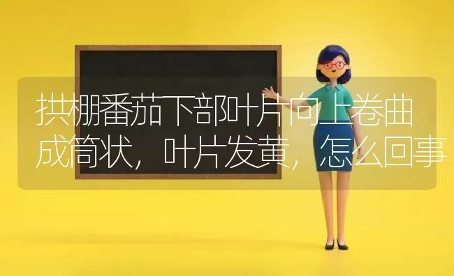 拱棚番茄下部叶片向上卷曲成筒状,叶片发黄,怎么回事 | 养殖技术大全