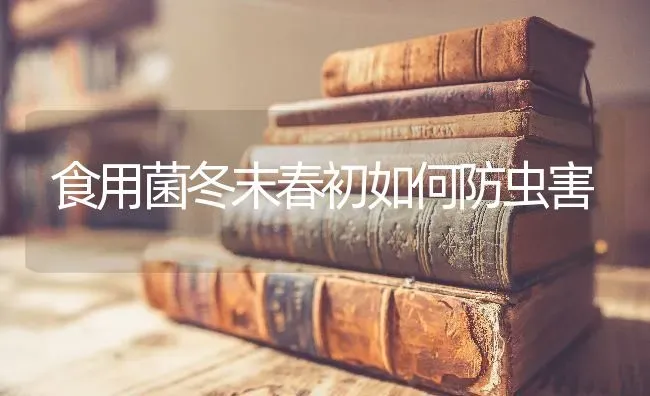食用菌冬末春初如何防虫害 | 养殖技术大全