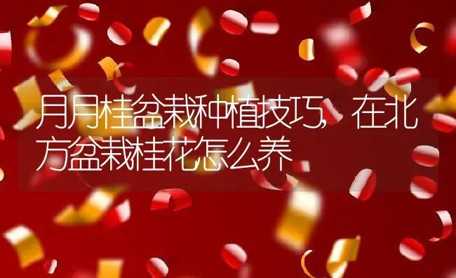 月月桂盆栽种植技巧,在北方盆栽桂花怎么养 | 养殖学堂