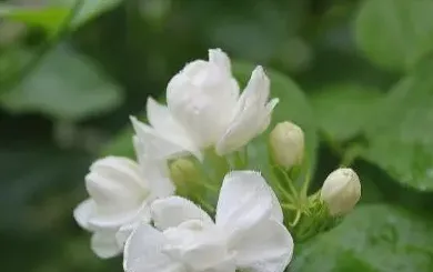 茉莉花需要什么肥料最好,茉莉花怎么施肥，施什么肥？