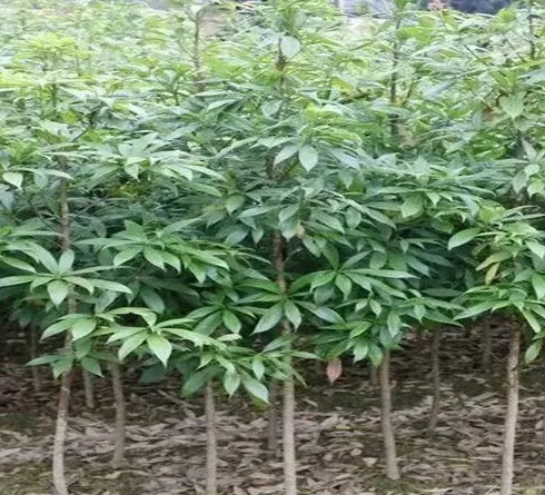 金丝楠木树苗,金丝楠苗木种植技术和管理经验？