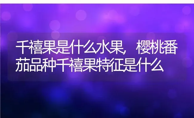 千禧果是什么水果,樱桃番茄品种千禧果特征是什么 | 养殖学堂