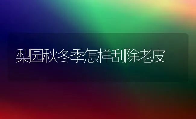 梨园秋冬季怎样刮除老皮 | 养殖技术大全