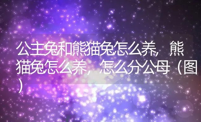 公主兔和熊猫兔怎么养,熊猫兔怎么养，怎么分公母（图） | 养殖学堂
