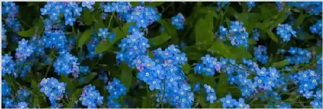 勿忘我冬天会死吗 | 实用知识