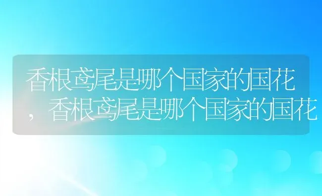 香根鸢尾是哪个国家的国花,香根鸢尾是哪个国家的国花 | 养殖学堂