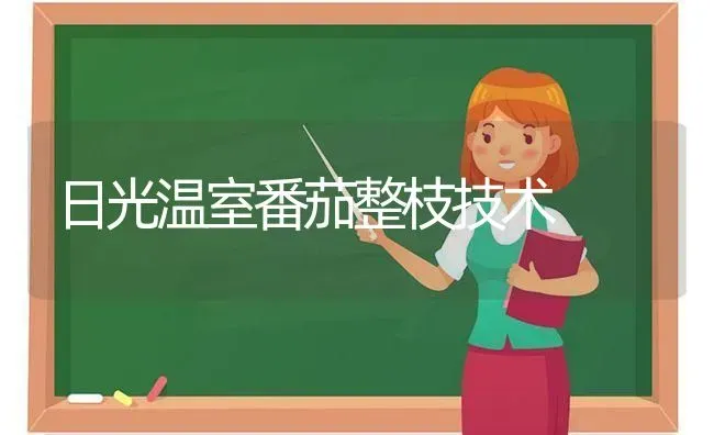 日光温室番茄整枝技术 | 养殖技术大全