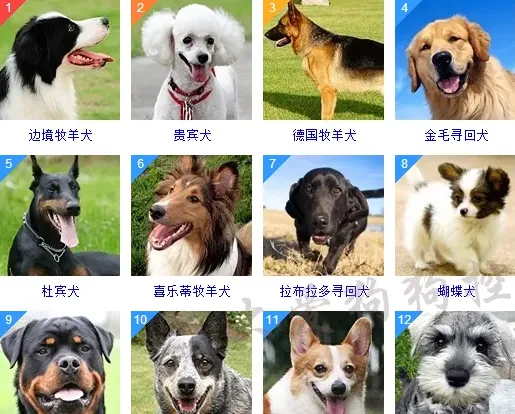 狗狗智商排名,狗的品种智商排名？