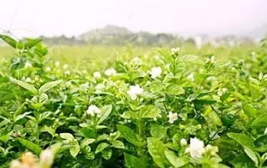 茉莉花需要什么肥料最好,茉莉花怎么施肥，施什么肥？