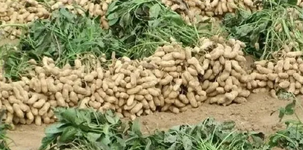 花生卷叶的原因及其防治措施 | 生活常识