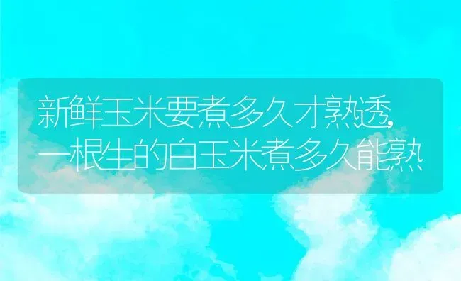 新鲜玉米要煮多久才熟透,一根生的白玉米煮多久能熟 | 养殖学堂