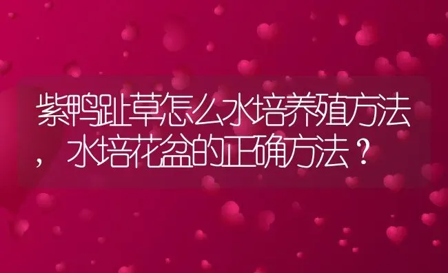 紫鸭趾草怎么水培养殖方法,水培花盆的正确方法？ | 养殖科普