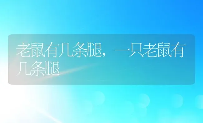 老鼠有几条腿,一只老鼠有几条腿 | 养殖学堂
